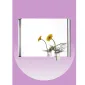 آینه نسترن دیبا